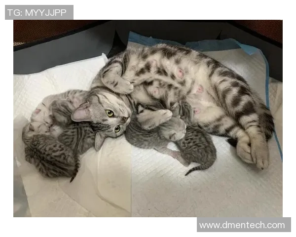 足球明星猫舍的可爱猫咪图片欣赏与明星们的温馨时刻分享